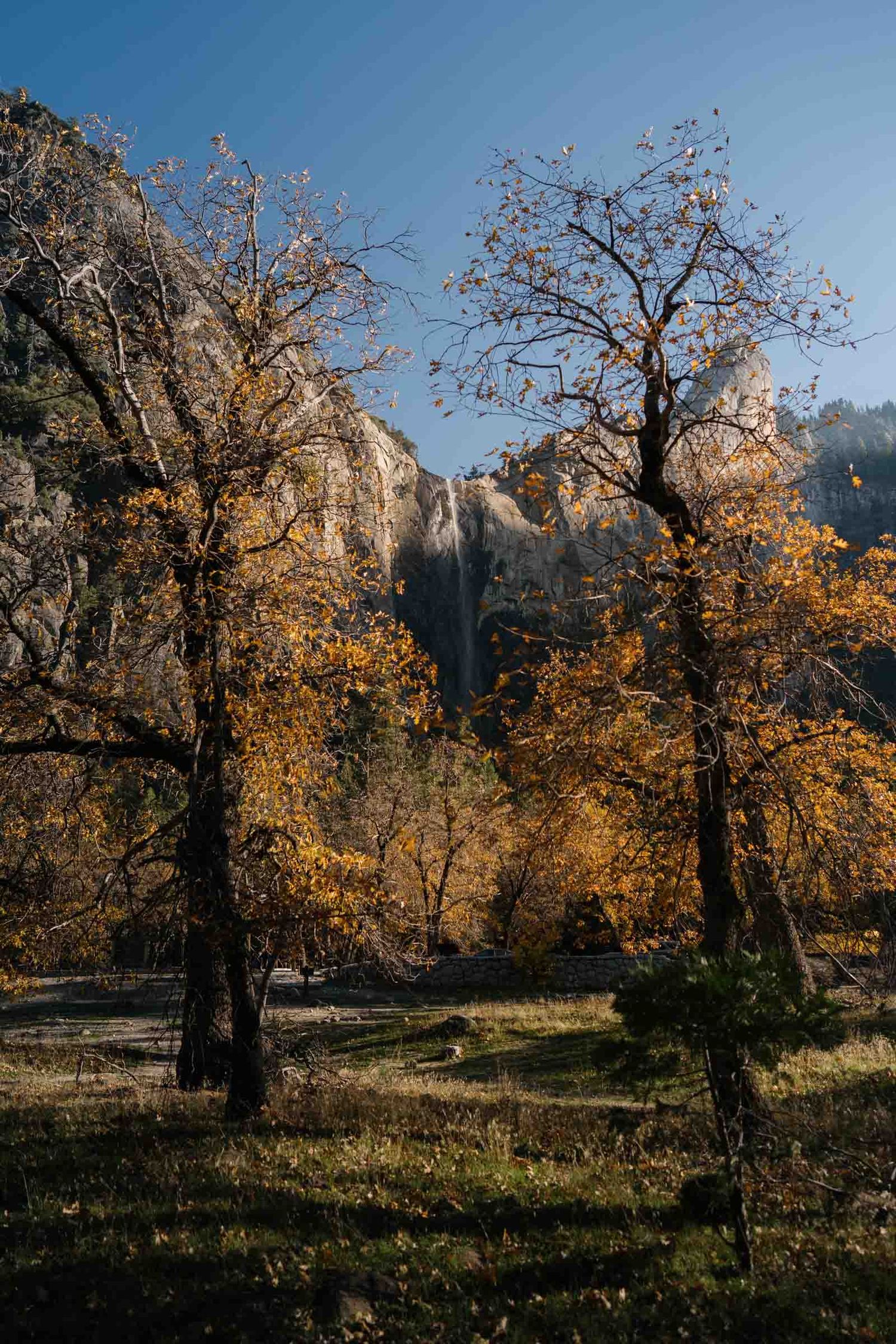 Majestic granite cliffs of Yosemite Valley tower over golden autumn trees against a clear blue sky in late afternoon light.
