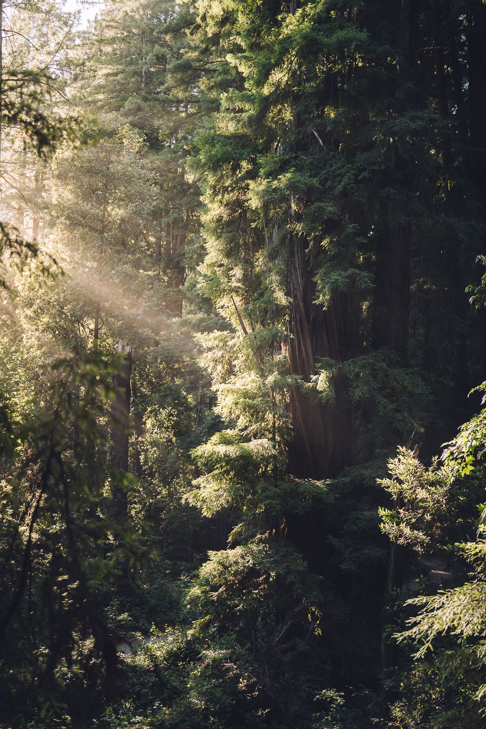 Sunbeams pierce through a misty forest canopy of tall evergreen trees creating dramatic rays of light.