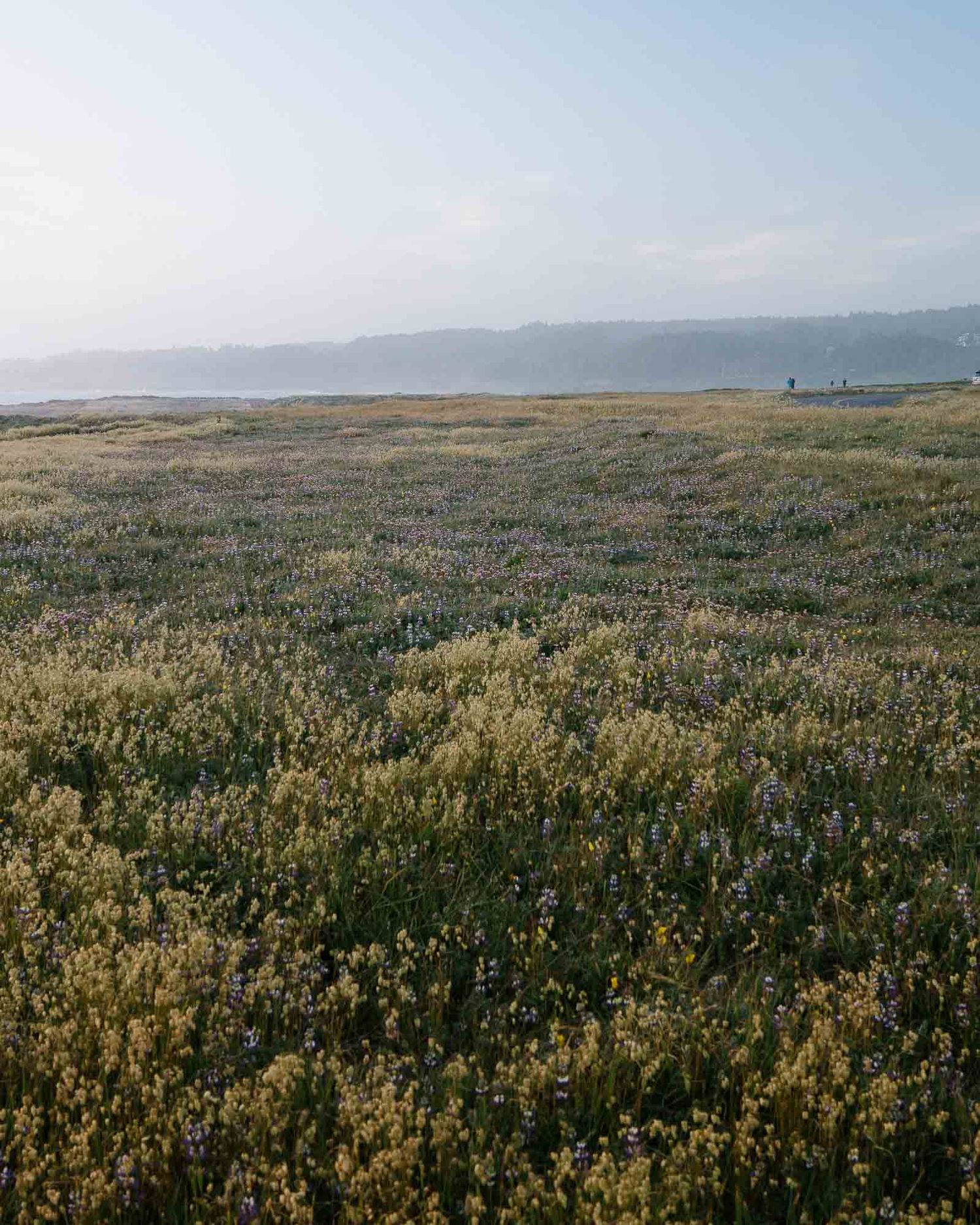 Panoramic view of rolling hills covered in sagebrush and wildflowers stretching to the distant horizon in golden light.