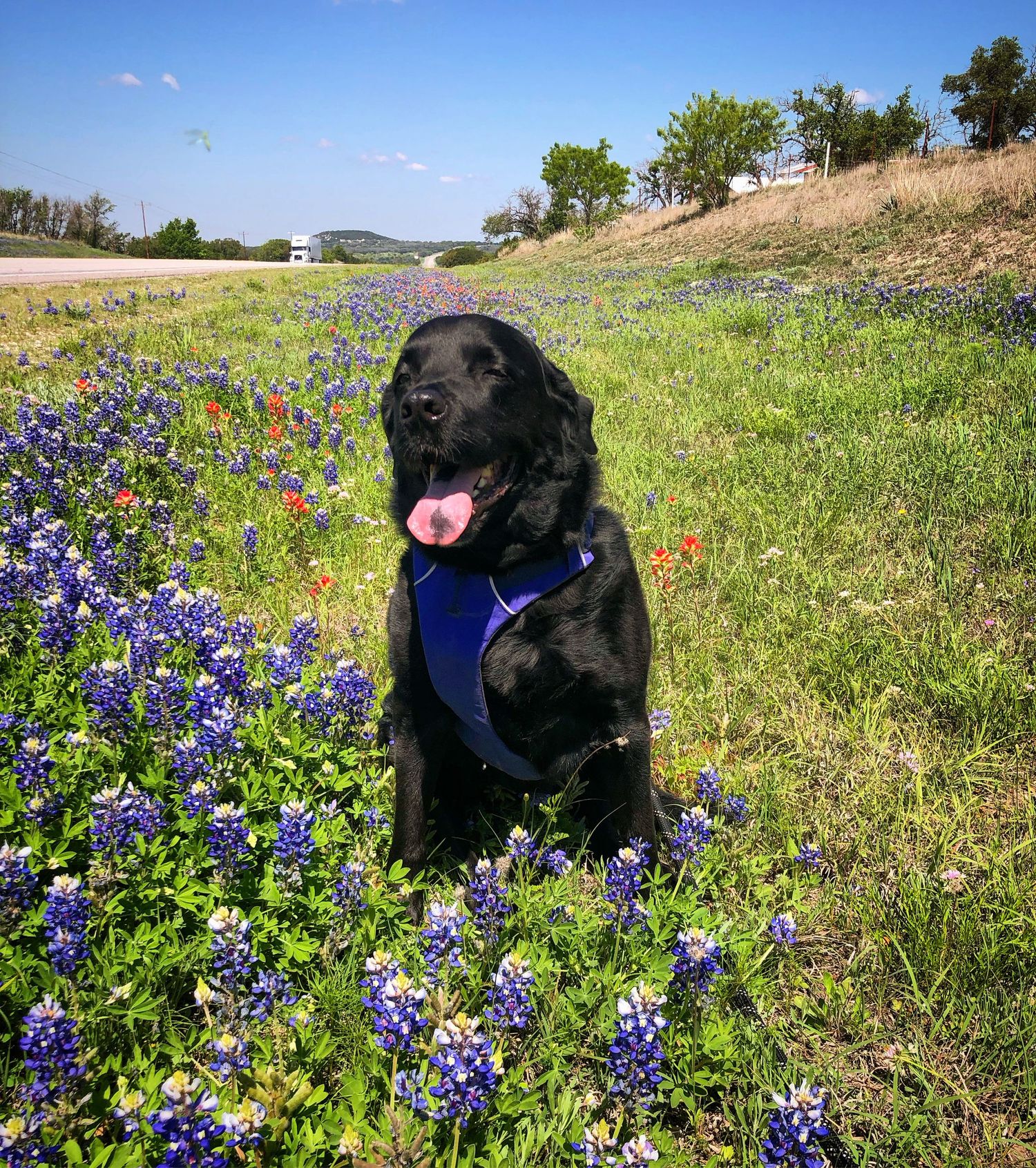 Black lab sits in field of vibrant bluebonnets and wildflowers under blue sky.