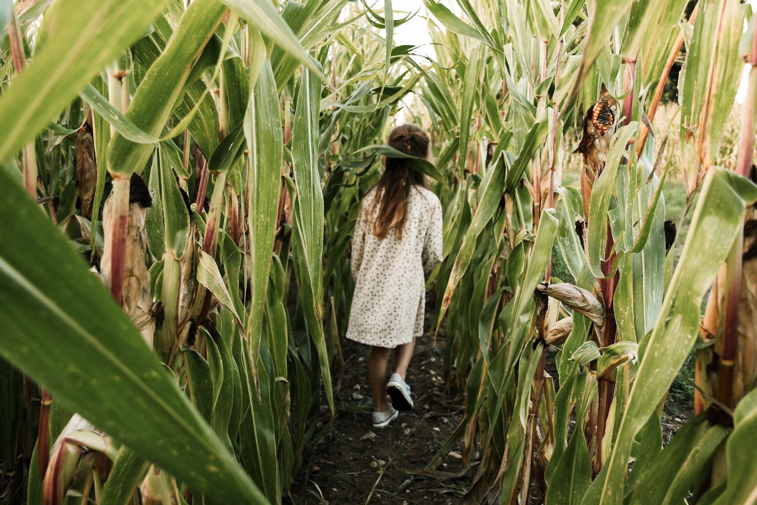 Enfant photographié en pleine nature lors d’une séance famille