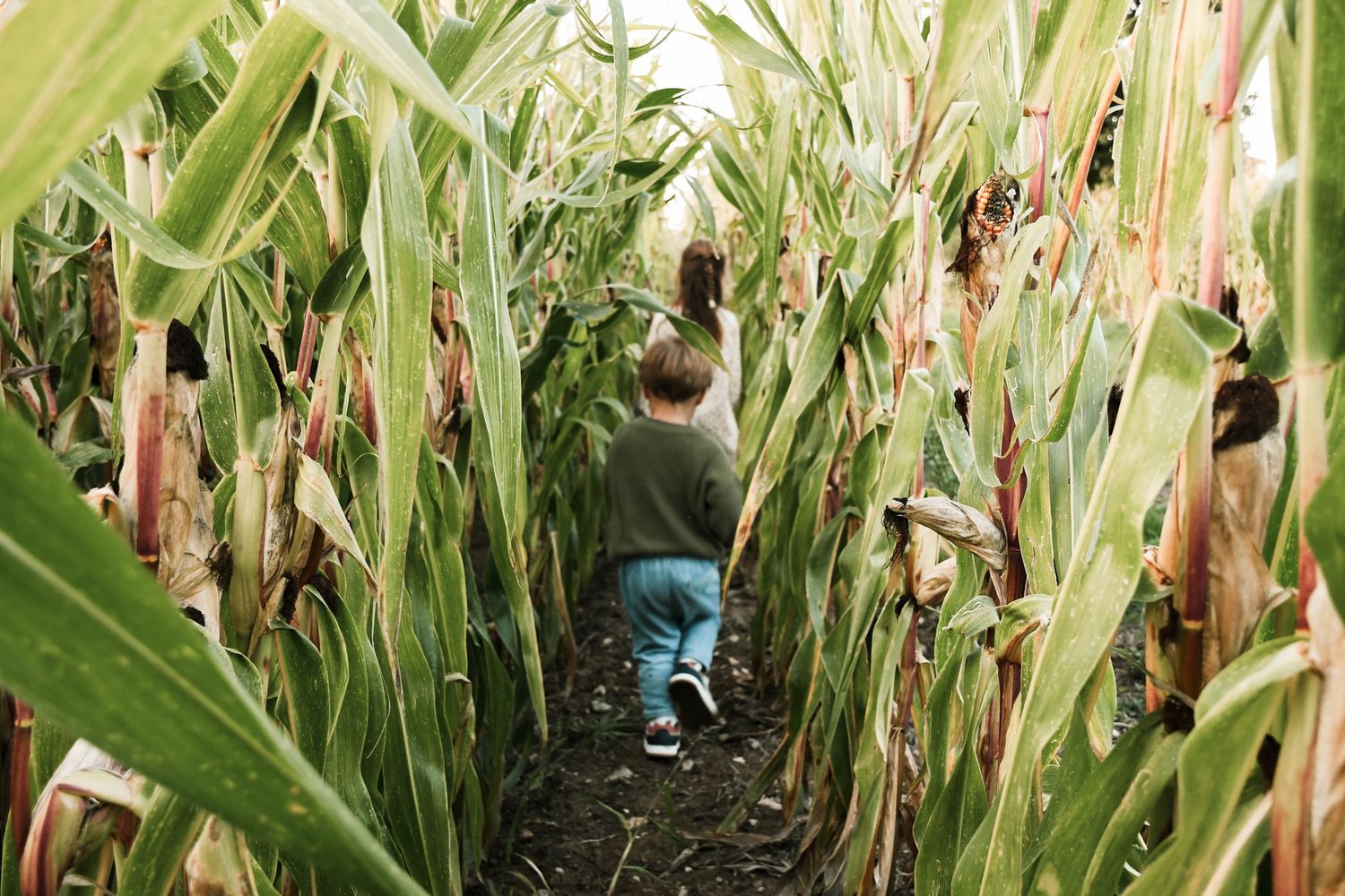 Enfant photographié en pleine nature lors d’une séance famille