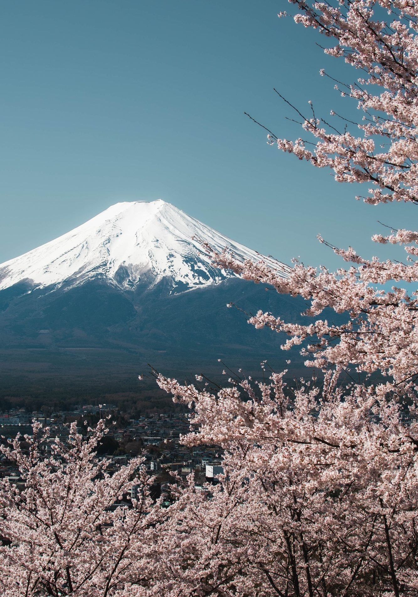 Mont Fuji encadré par les cerisiers en fleurs au Japon