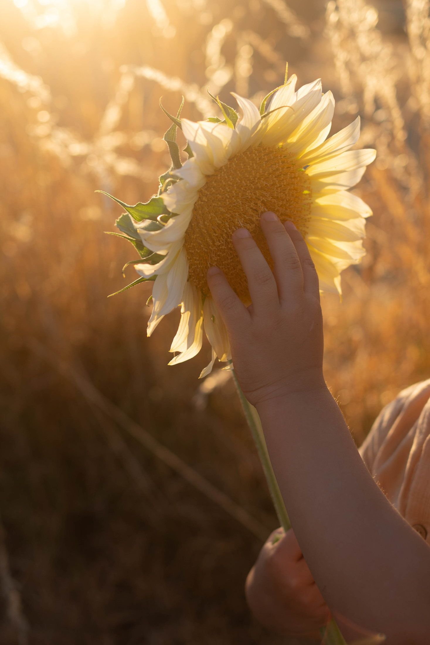 Enfant photographié en pleine nature lors d’une séance famille