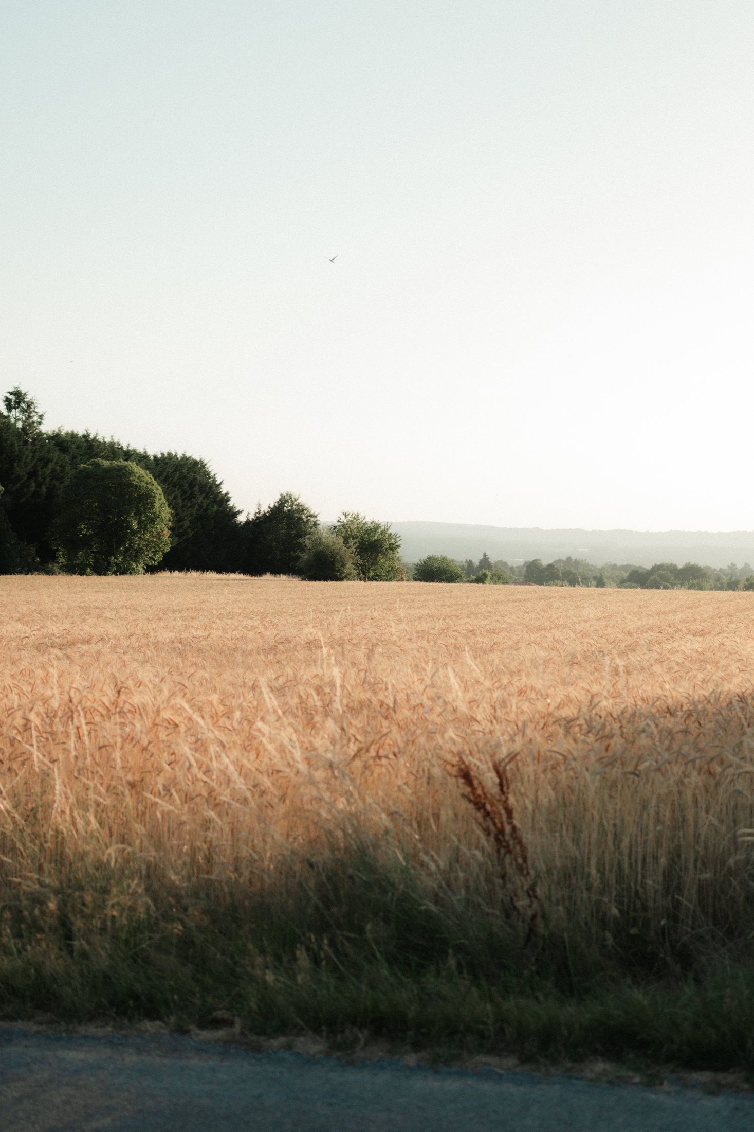 Famille photographiée au coucher du soleil en Haute-Vienne