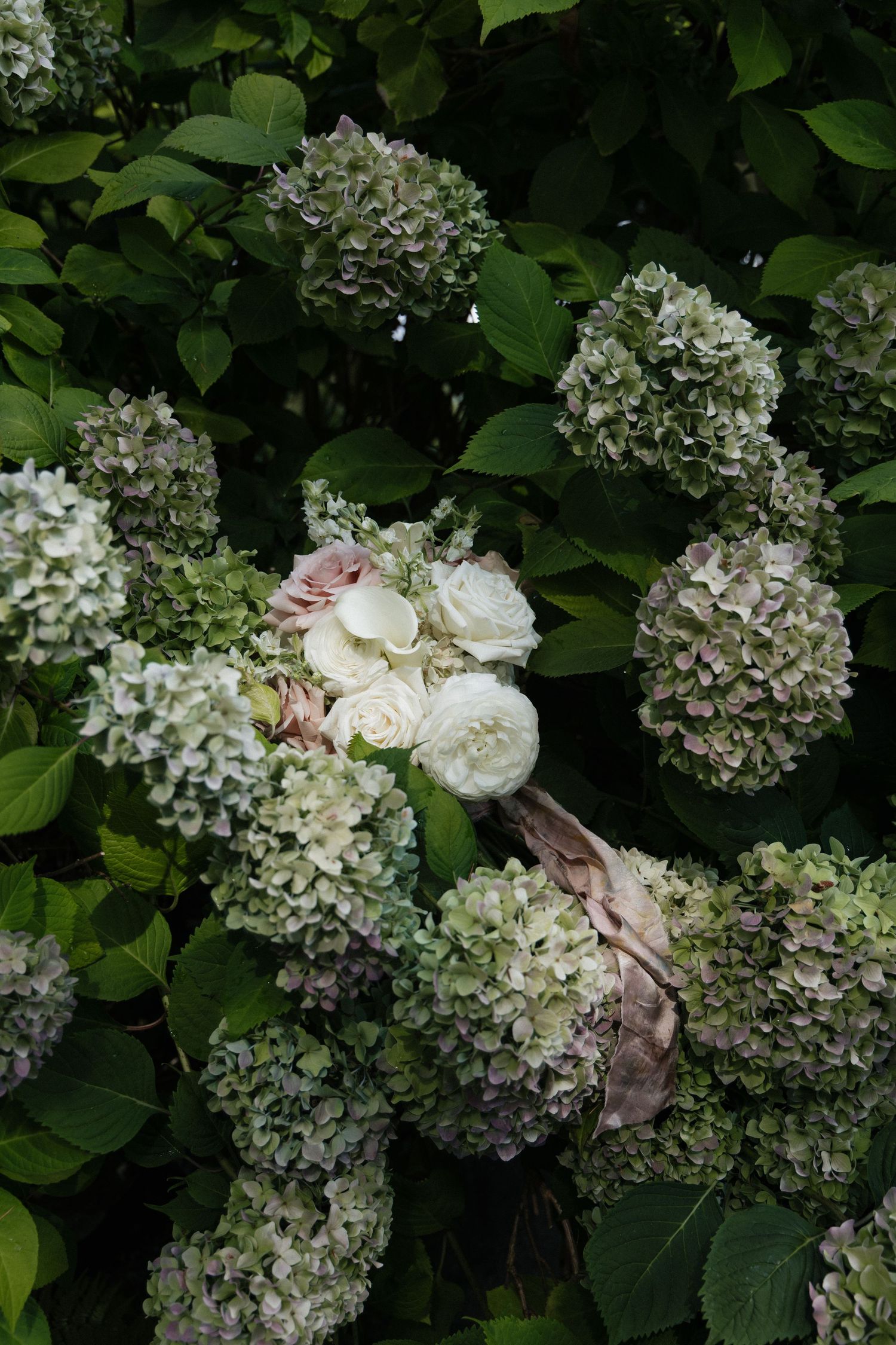 Elegant bridal bouquet of white roses and blush flowers nestled among white hydrangea bushes.