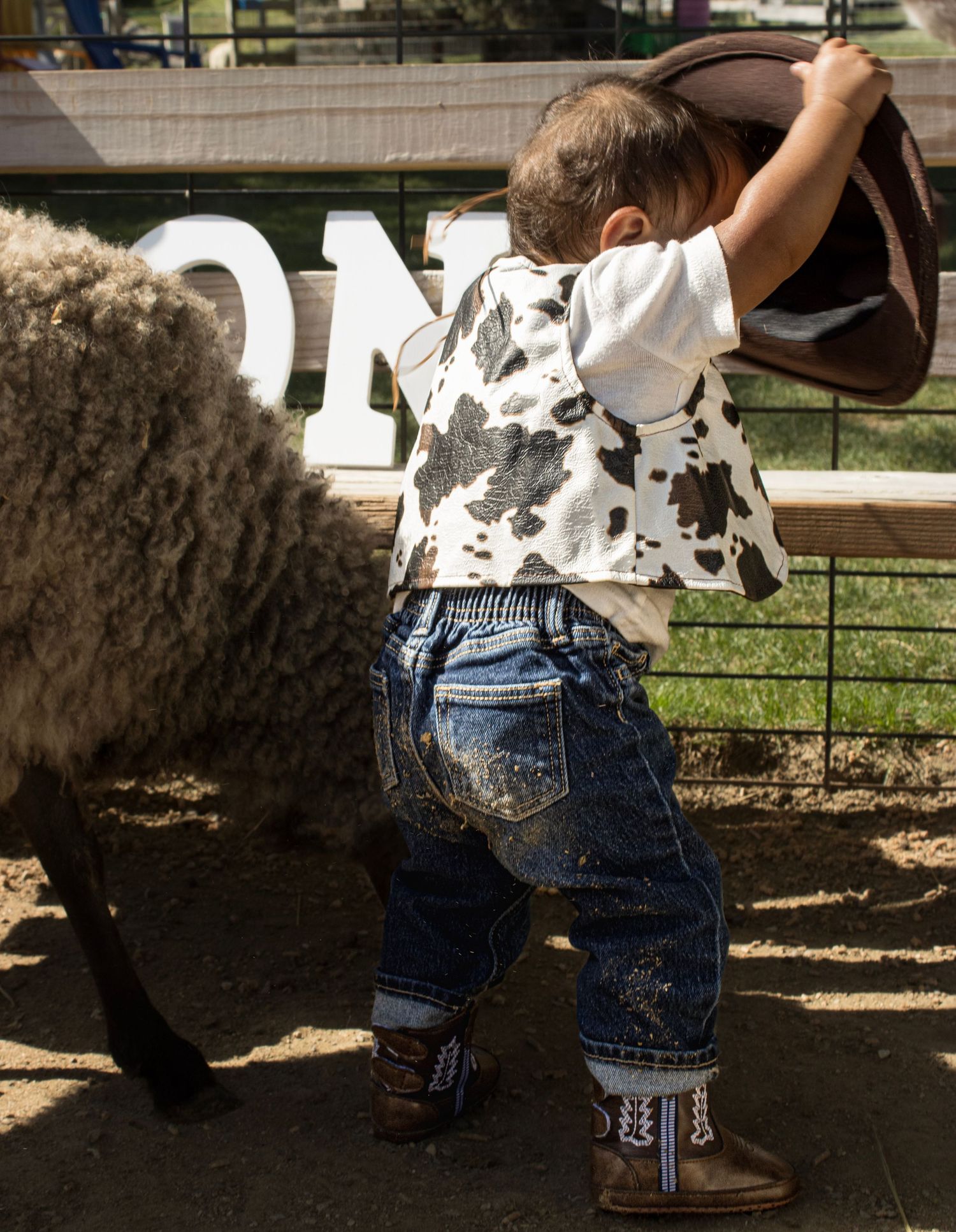 Toddler in cow-print shirt, jeans, and cowboy boots holding a hat near a sheep at a ranch.
