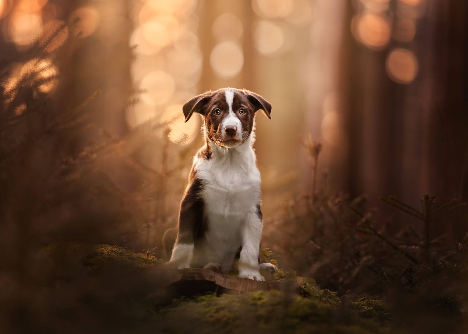 A chocolate and white Border Collie puppy sits attentively in a glowing sunlit forest setting.