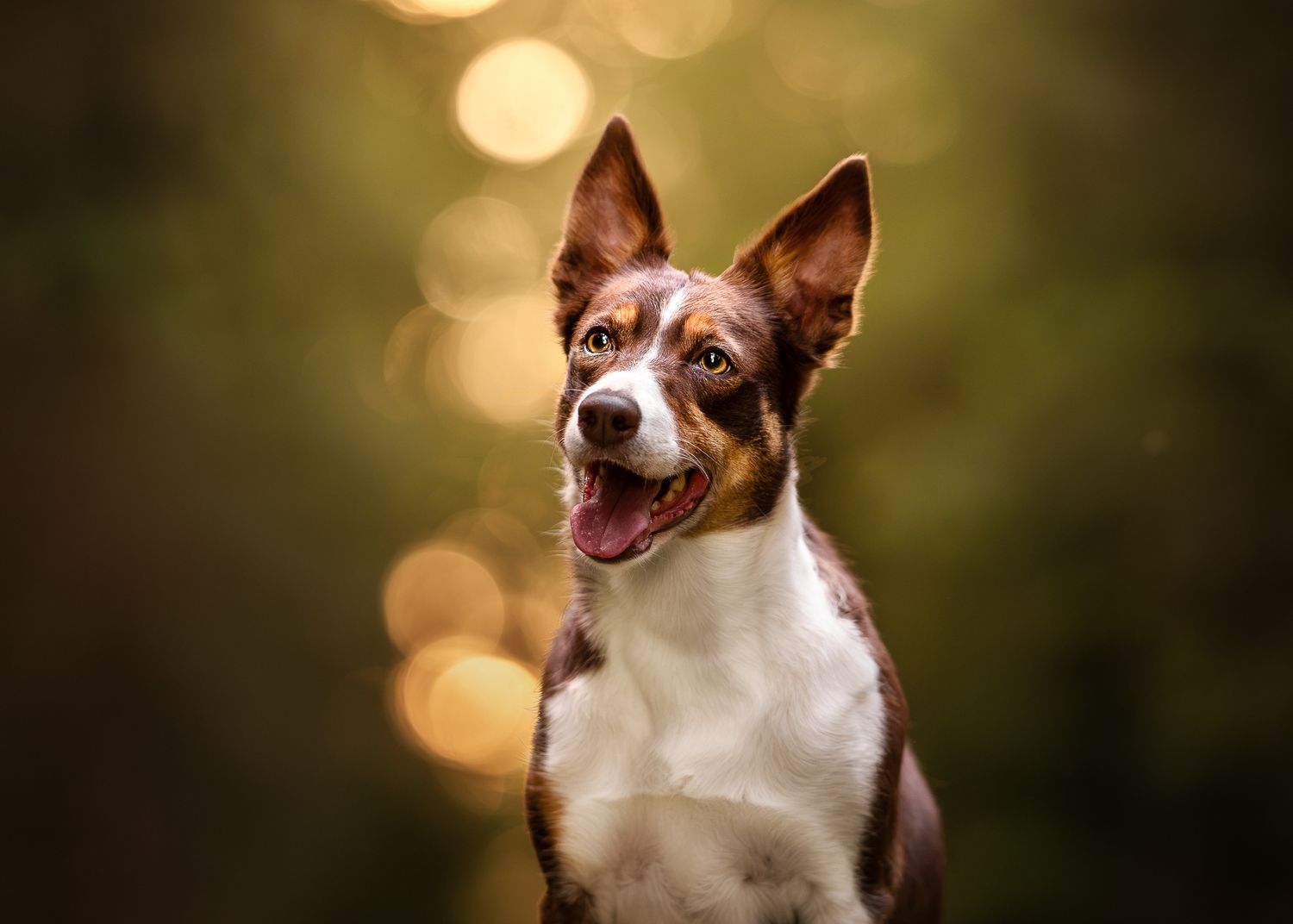 A brown and white dog with large, pricked ears looks up happily against a golden bokeh background.