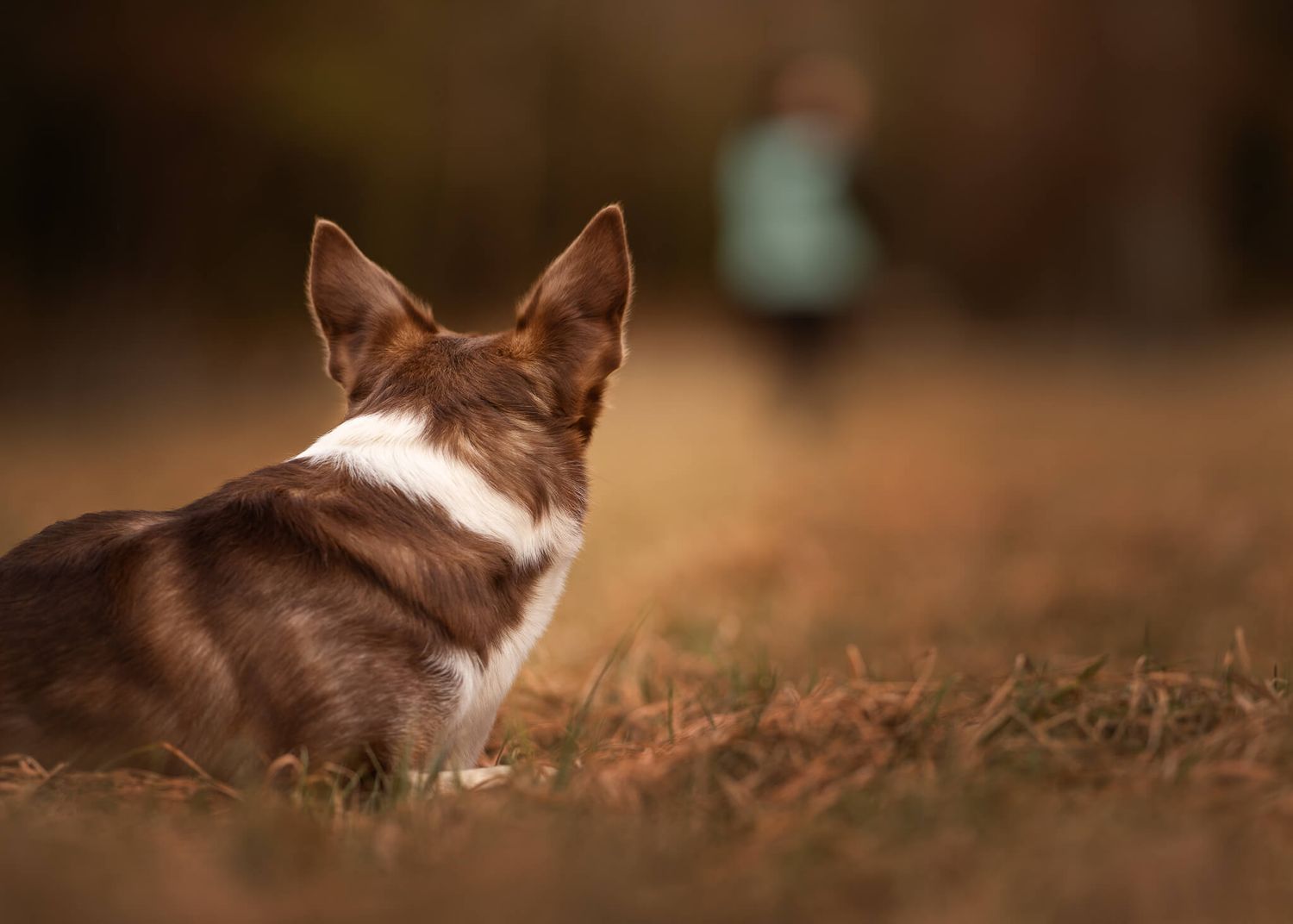 A brown and white dog lies in dry grass, looking away toward a blurred figure in the distance.