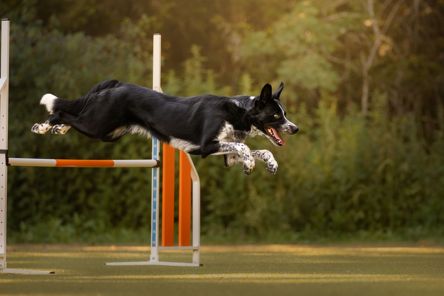 A black and white mottled Border Collie jumps gracefully over an orange agility hurdle in an outdoor training field.