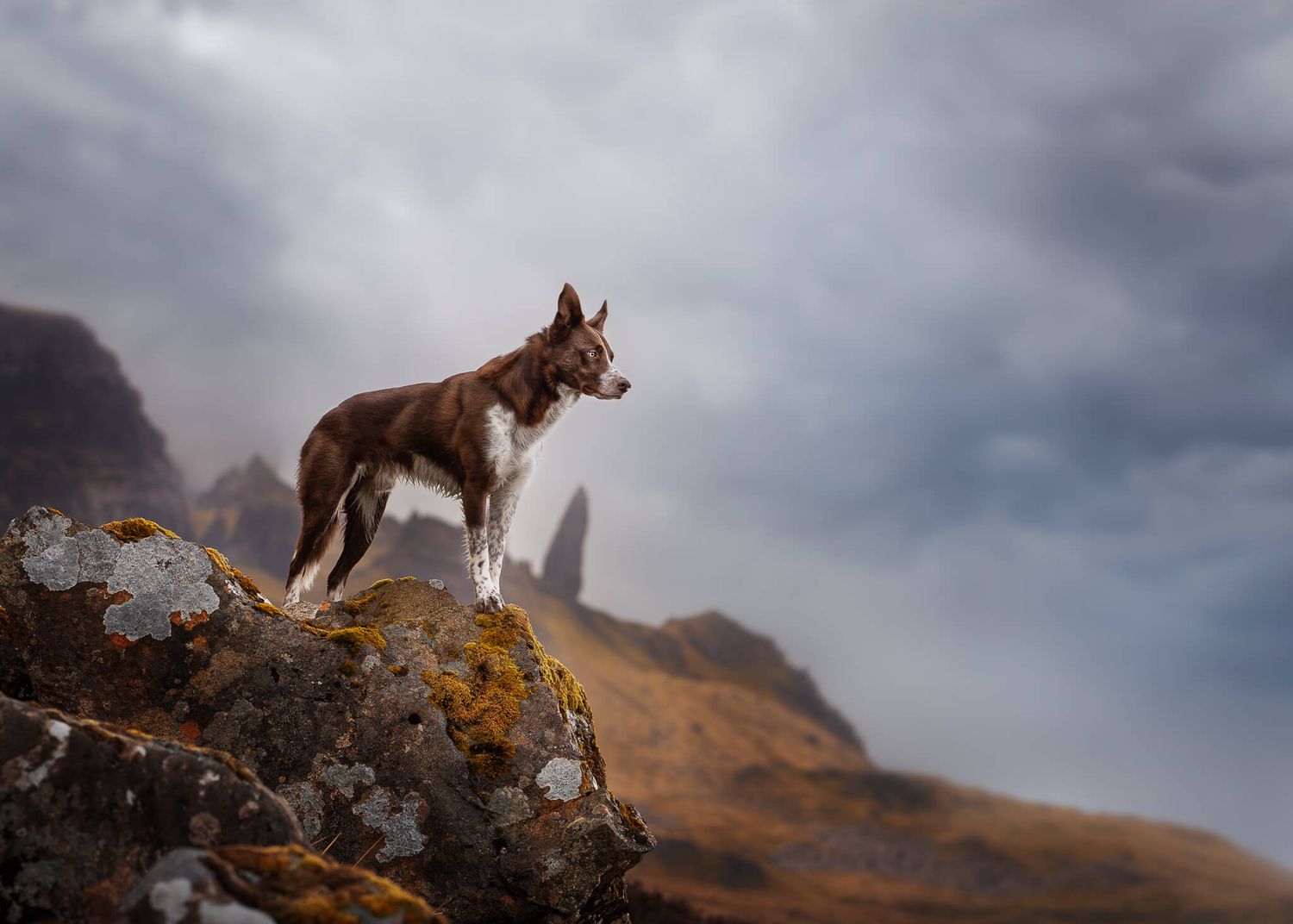 A brown and white dog stands proudly on a mossy rock with dramatic misty mountains in the background.