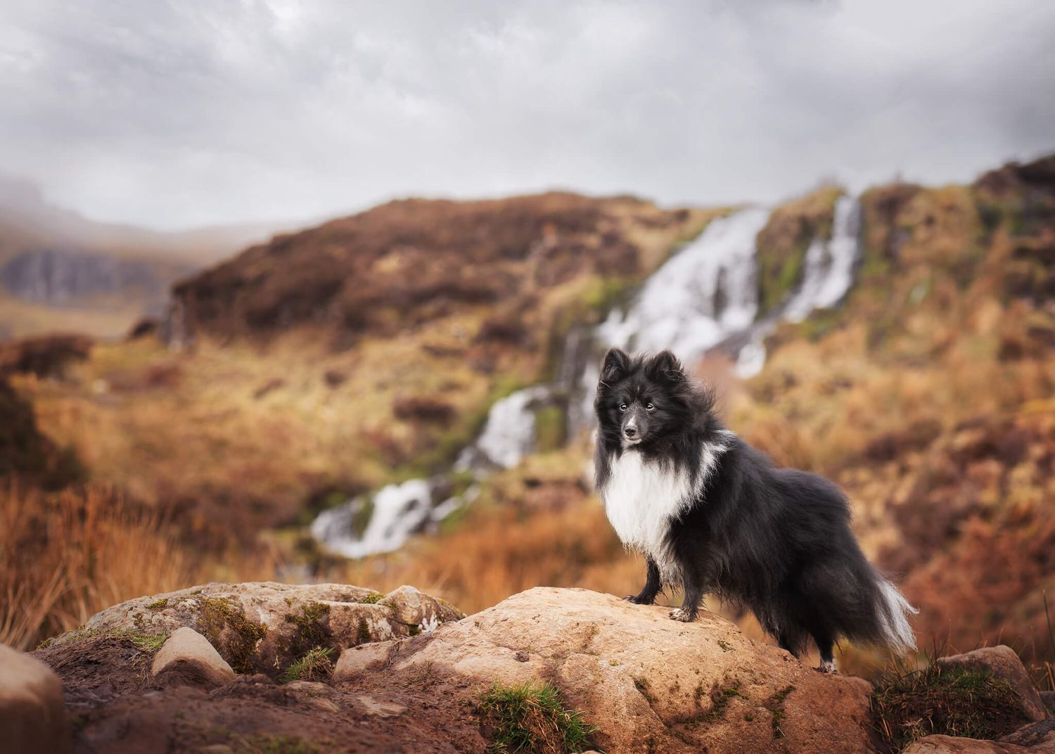 A fluffy black and white Shetland Sheepdog poses on a rock near a scenic waterfall and the wind is rustling through its fur.