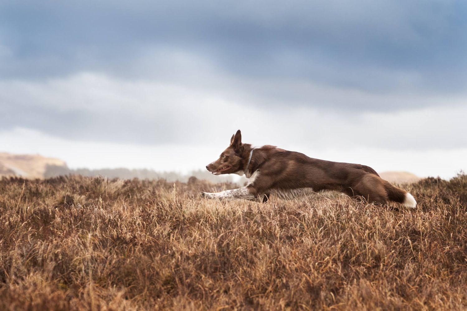 Brown and white Border Collie running through golden moorland grass under dramatic cloudy sky.