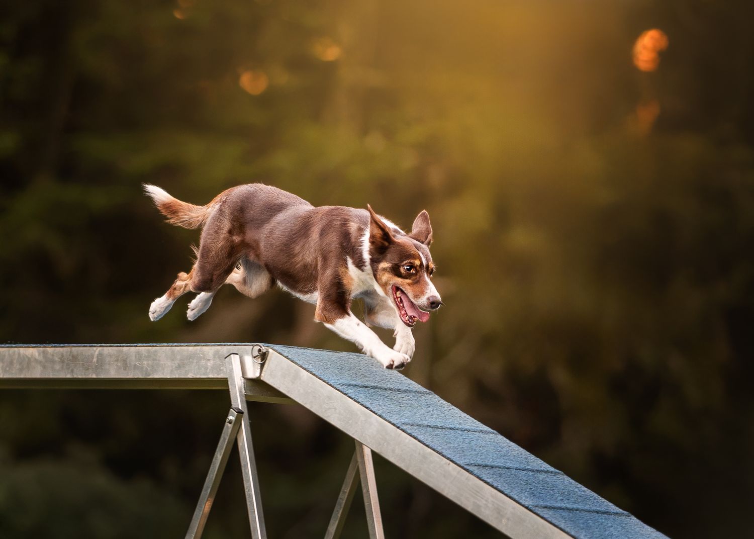 A brown tricolour Border Collie runs over an agility dogwalk with mouth open in golden sunlight.