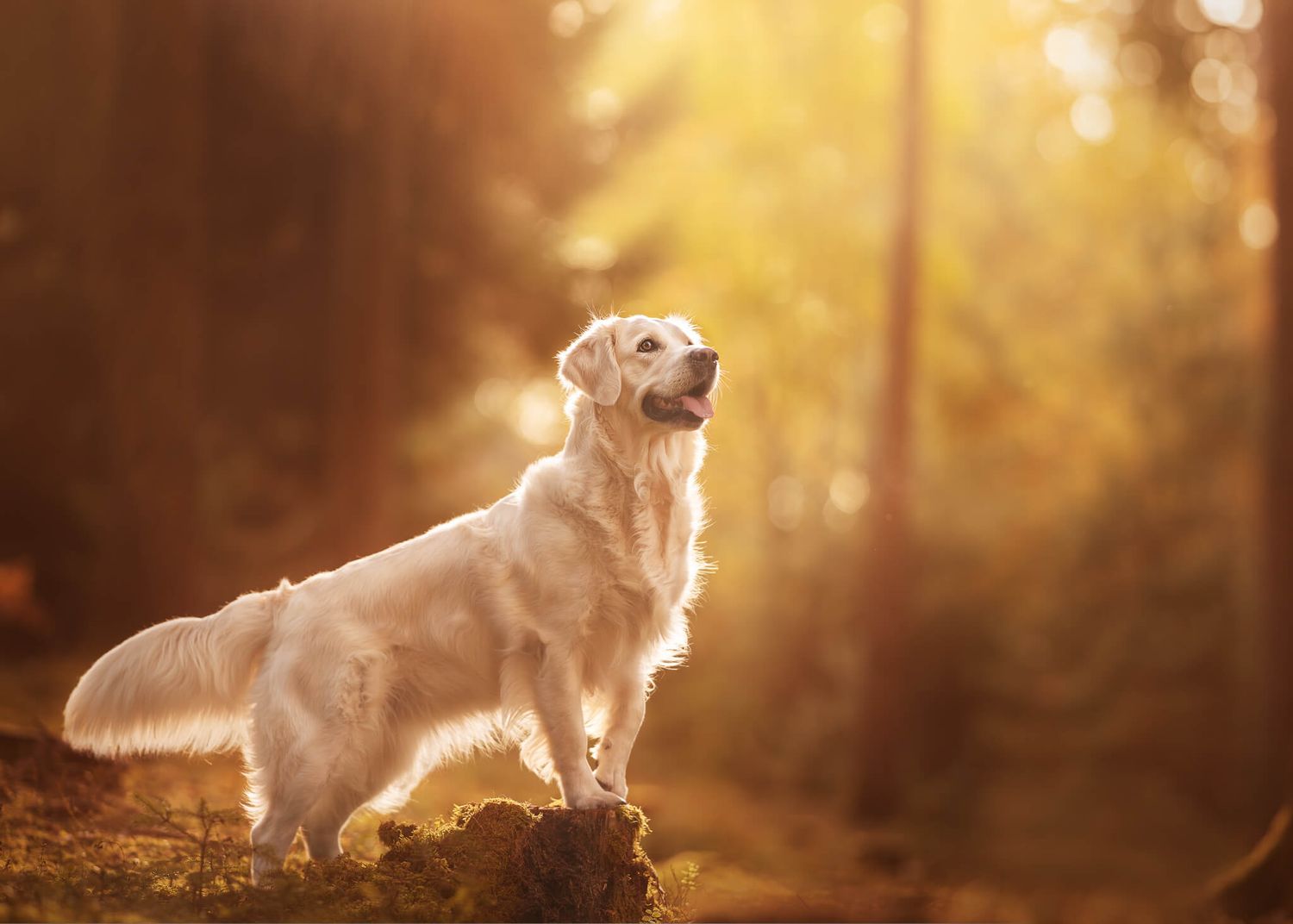 A golden retriever stands proudly on a mossy log bathed in warm golden sunlight in a forest.