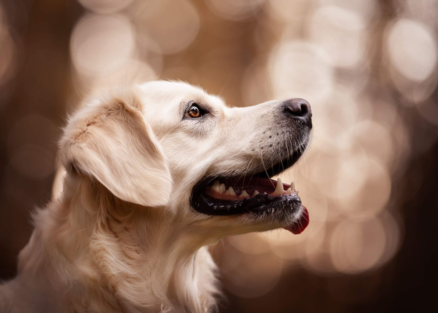 A golden retriever looks up with mouth open and tongue out against a warm, brown bokeh background.