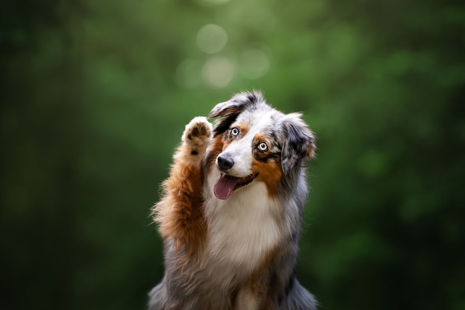 A blue merle Australian Shepherd raises its paw to wave against a green bokeh background.
