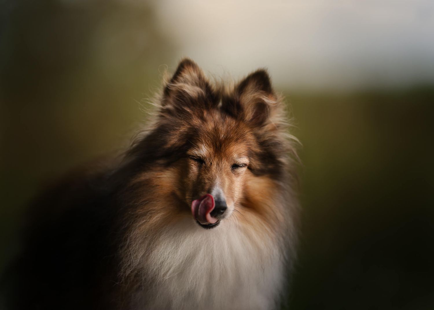 A fluffy sable Shetland Sheepdog licks its nose with eyes closed while posing against a soft bokeh background.