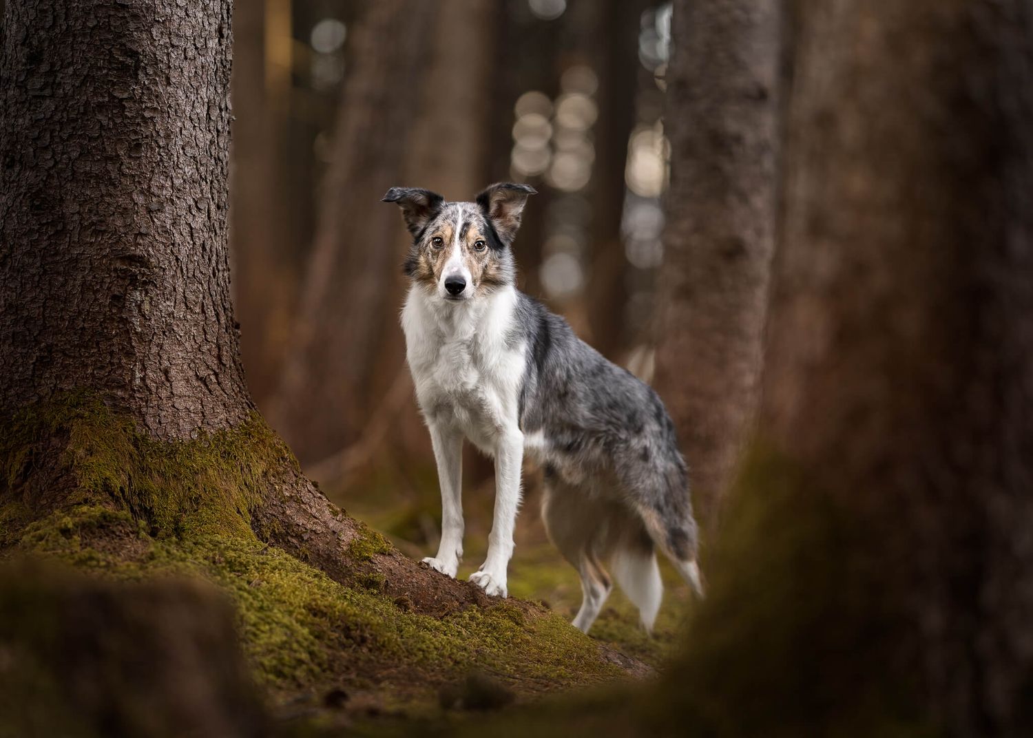 Merle Border Collie standing on mossy tree roots in a dark, earthy forest setting.