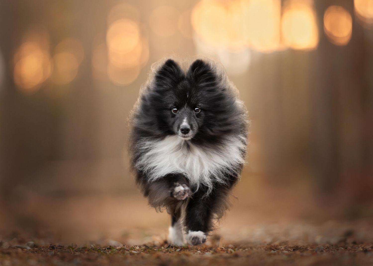 A fluffy black and white Shetland Sheepdog runs toward the camera on a forest path.