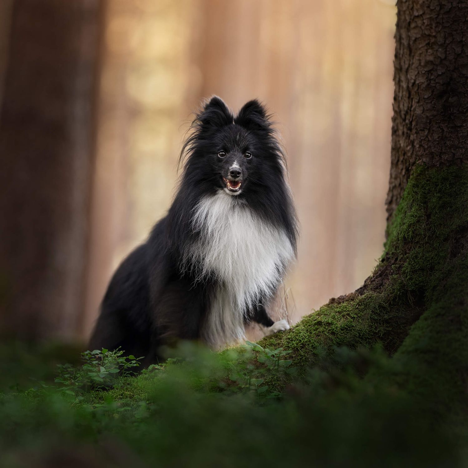 Black and white Shetland Sheepdog standing beside a mossy tree in warm forest light.