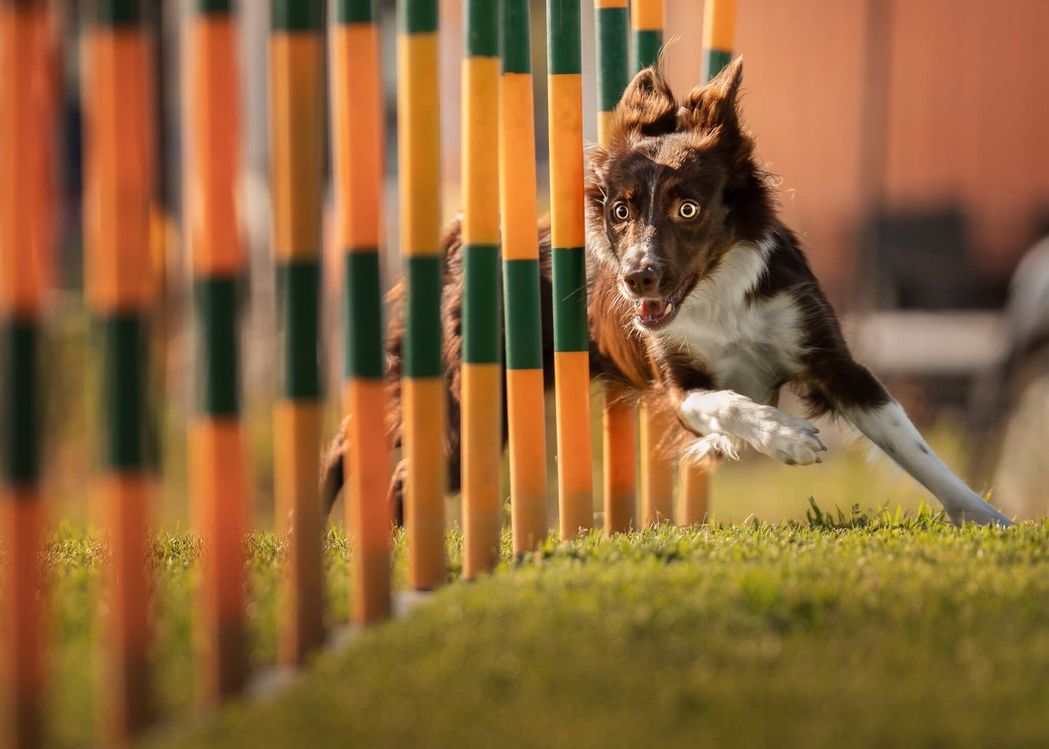 Brown and white Border Collie weaving through orange and green agility poles outdoors.