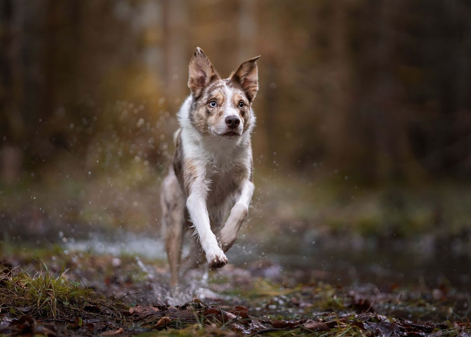 A brown and white merle Border Collie leaps through puddles in a forest with bokeh background.