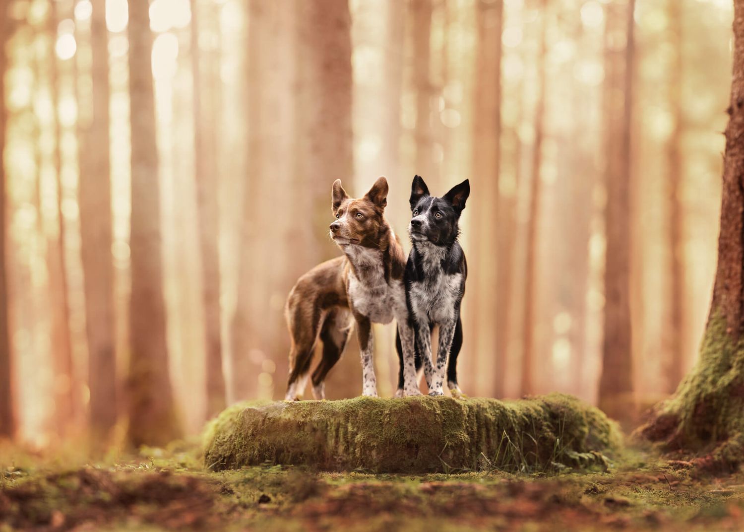 Two smooth coated Border Collies, one black and white, one brown and white, stand together on a mossy mound in a sunlit fairytale forest.