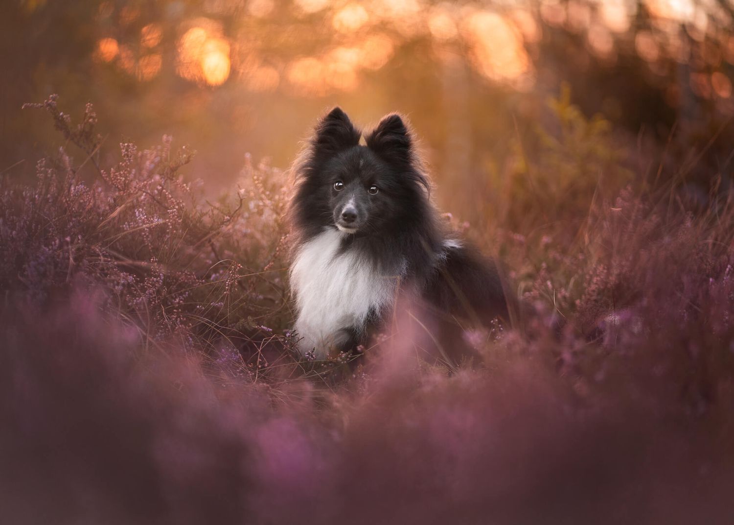 A black and white Shetland Sheepdog sits among purple heather flowers in golden sunset light.