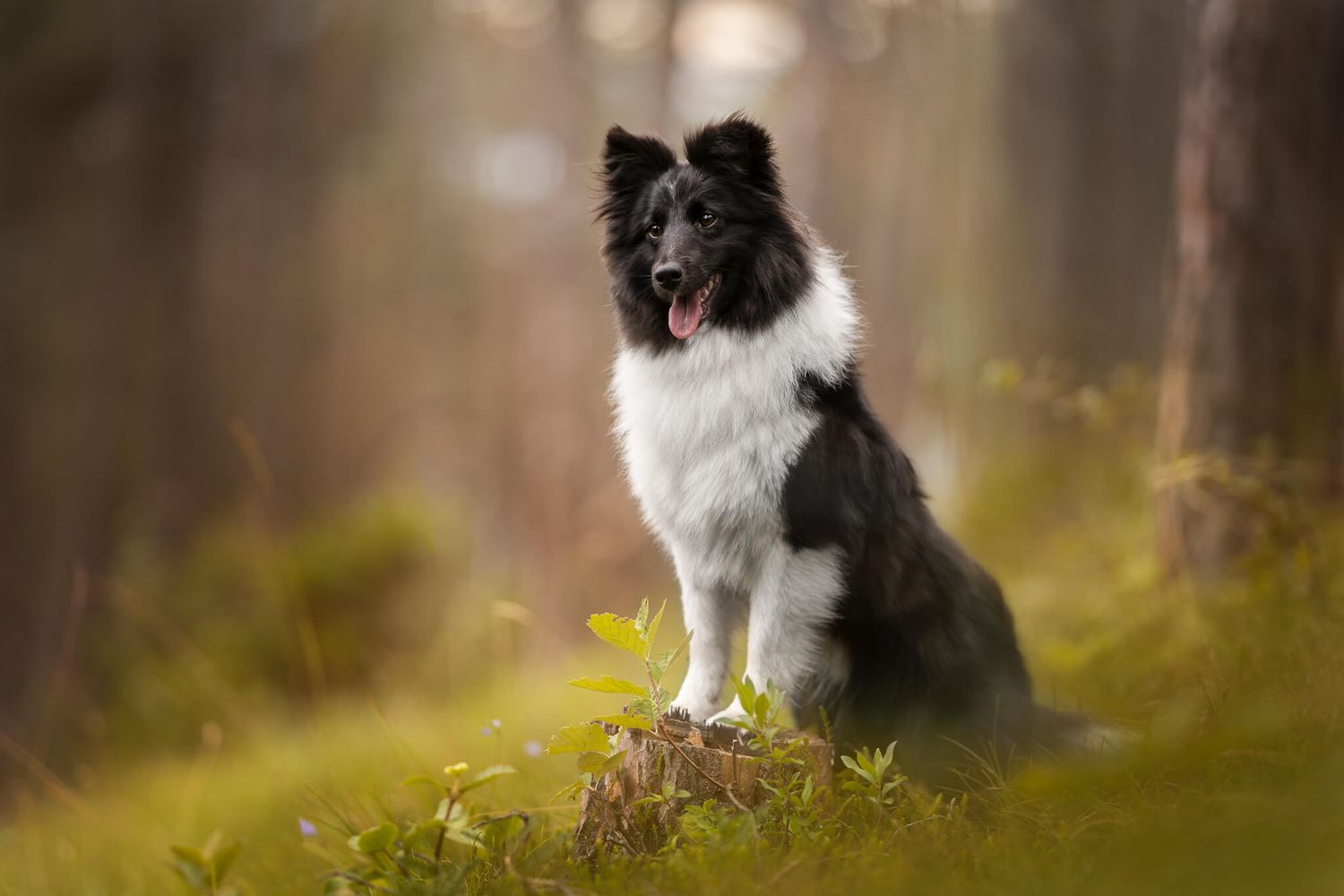 Black and white fluffy Sheltie sitting on a stump in a green sunlit forest.
