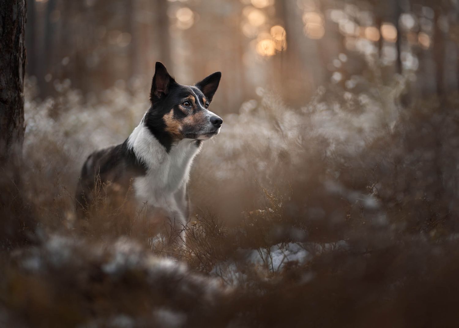 Black and white Border Collie gazing through frosted brush in autumn forest.