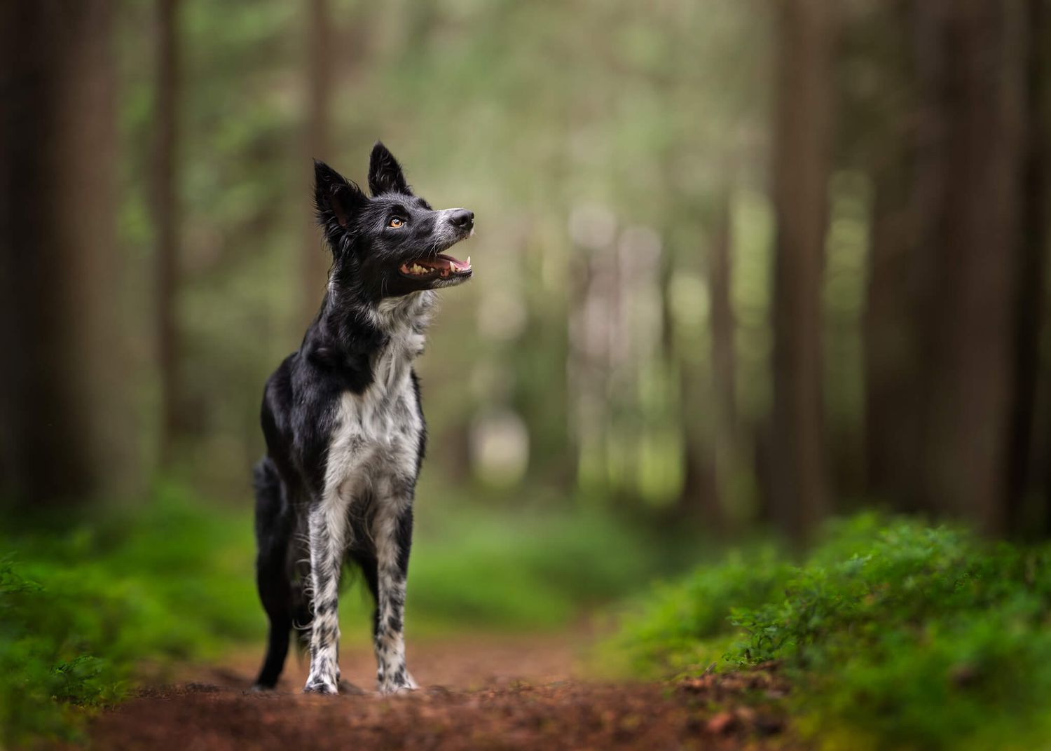 Black and white Border Collie standing alert on a forest path in woods.