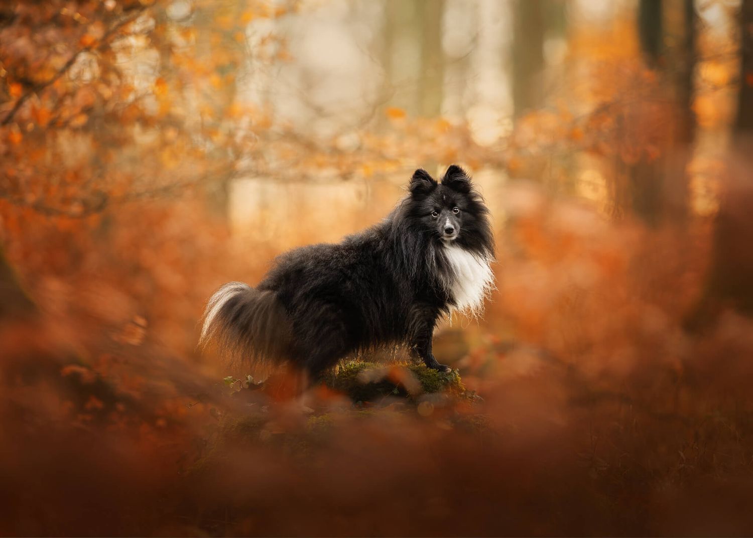 A long-haired black and white Shetland Sheepdog stands among vibrant autumn orange foliage.