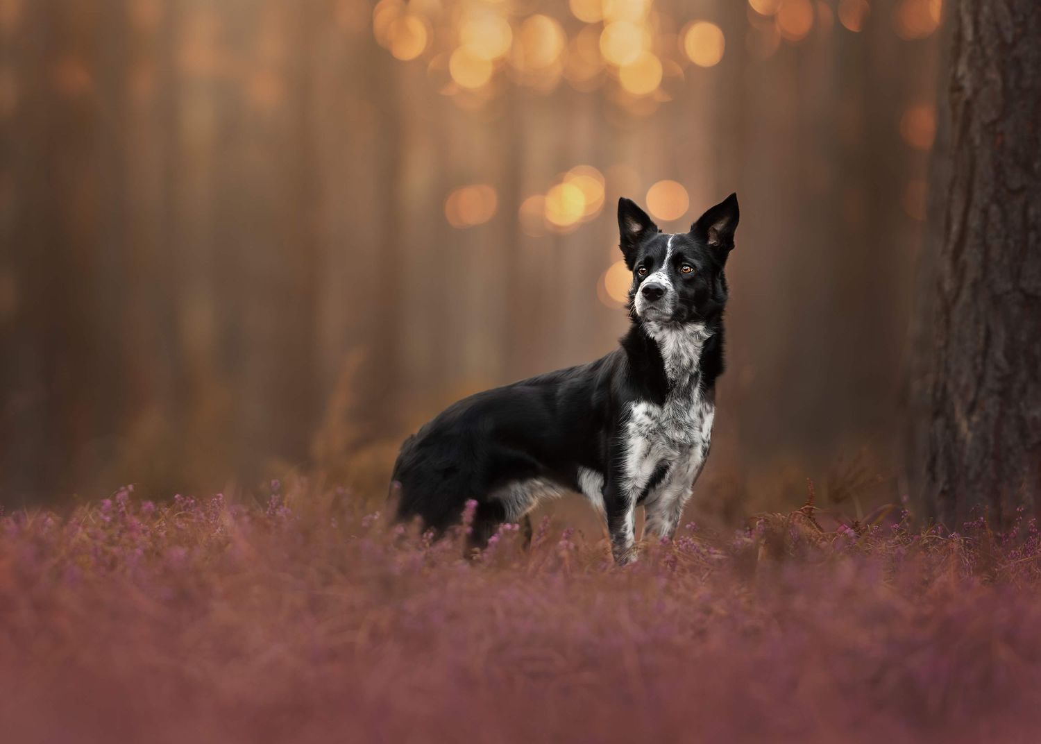 A black and white Border Collie stands attentively in a field of purple heather at dusk.
