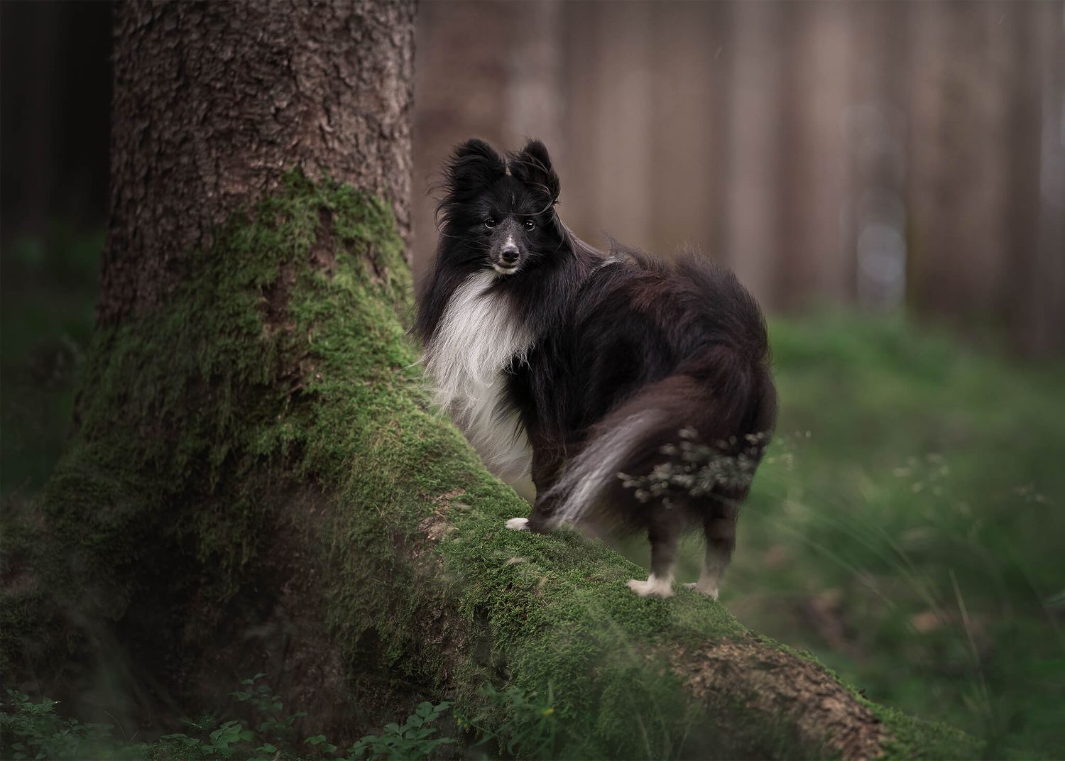 A black and white Shetland Sheepdog stands on a mossy log in a dark, atmospheric forest.