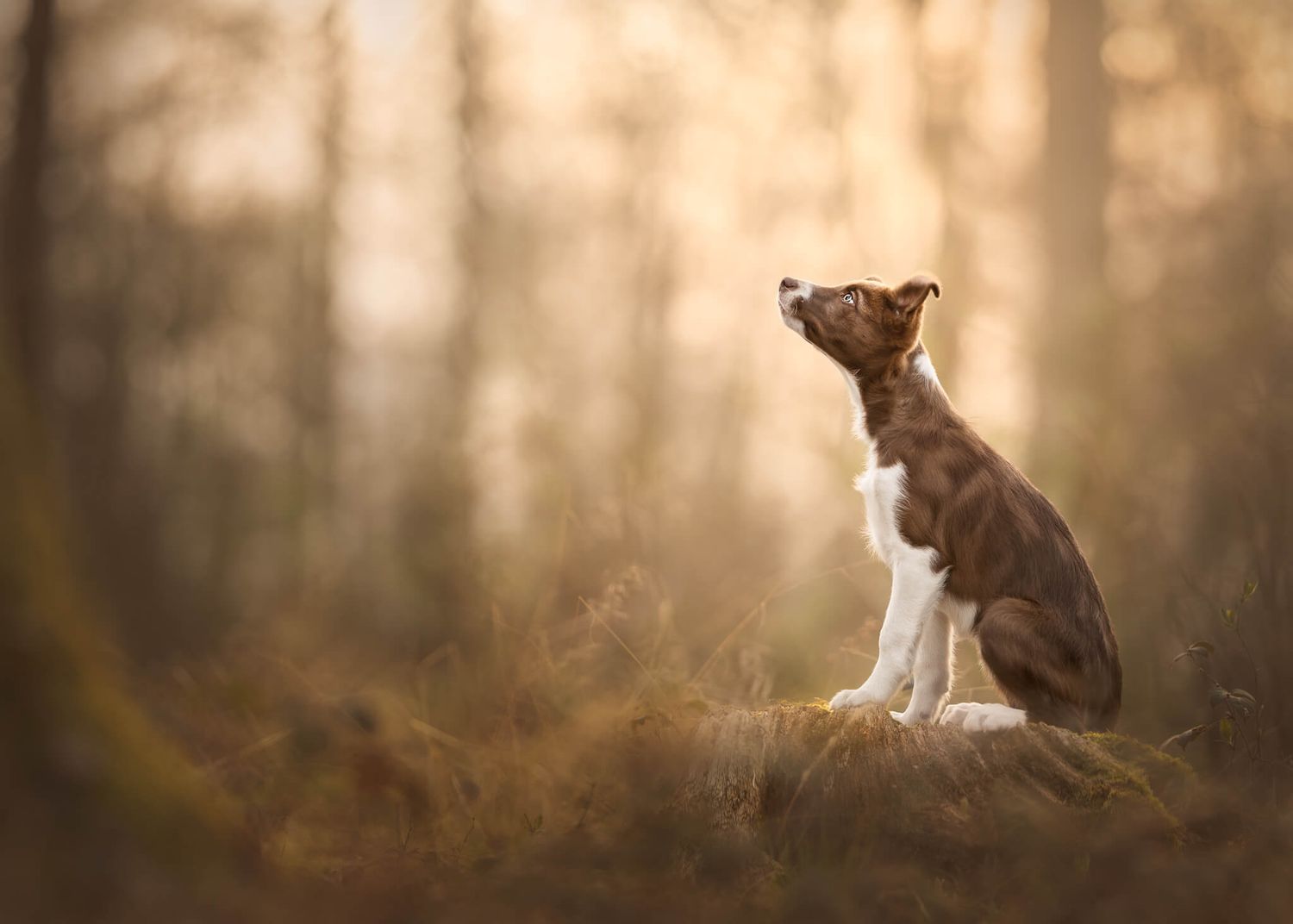 Brown and white Border Collie puppy sitting alert in a sunlit autumn forest clearing.