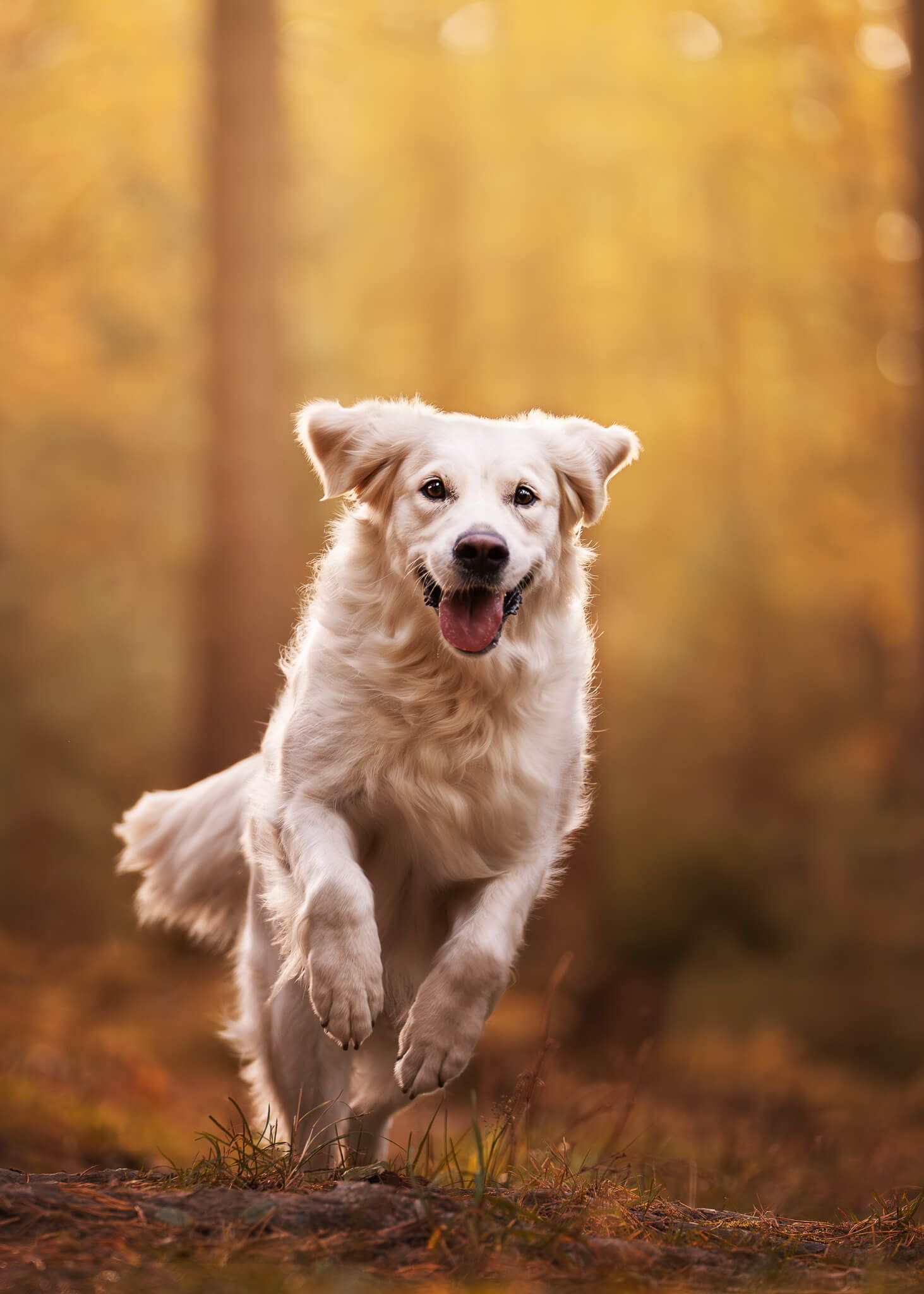 A happy golden retriever runs joyfully through an autumn forest with vibrant yellow foliage.