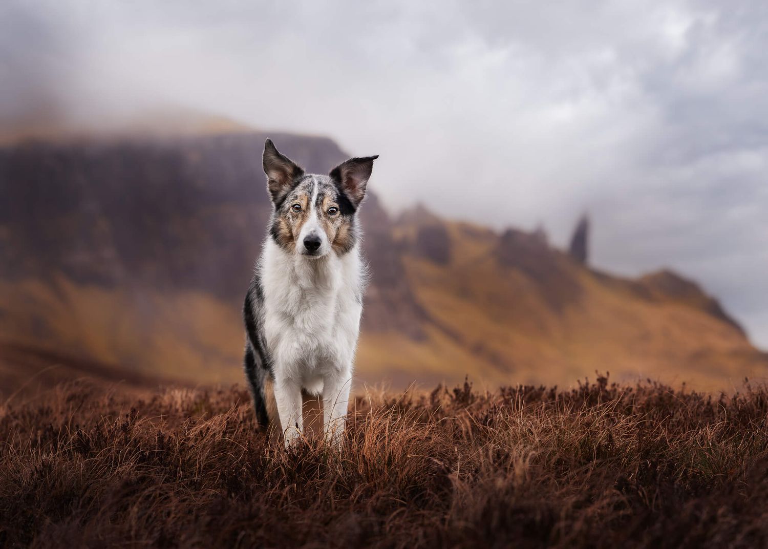 A blue merle Border Collie stands alert in a dramatic highland landscape with misty mountains.