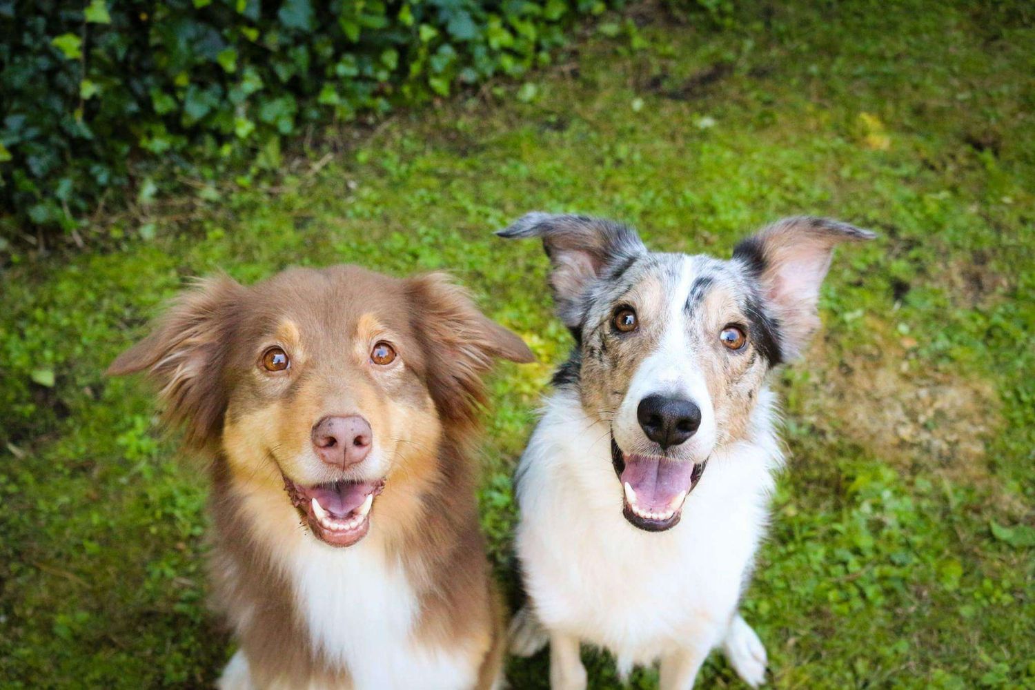 One brown Australian Shepherd and one blue merle Border Collie sitting next to each other on green grass, smiling with tongues out.