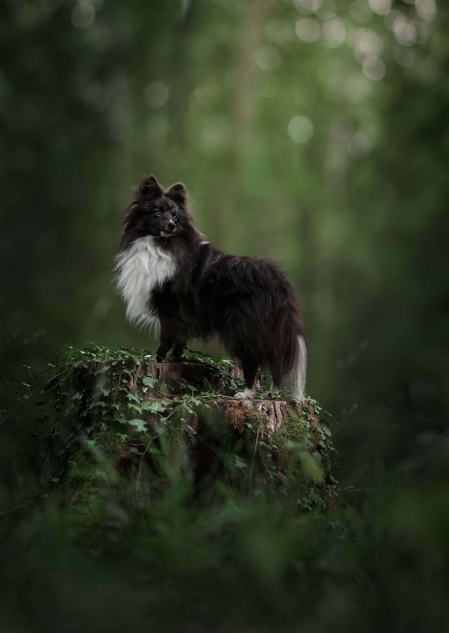A fluffy black and white Shetland Sheepdog stands majestically on a mossy stump in a green forest.