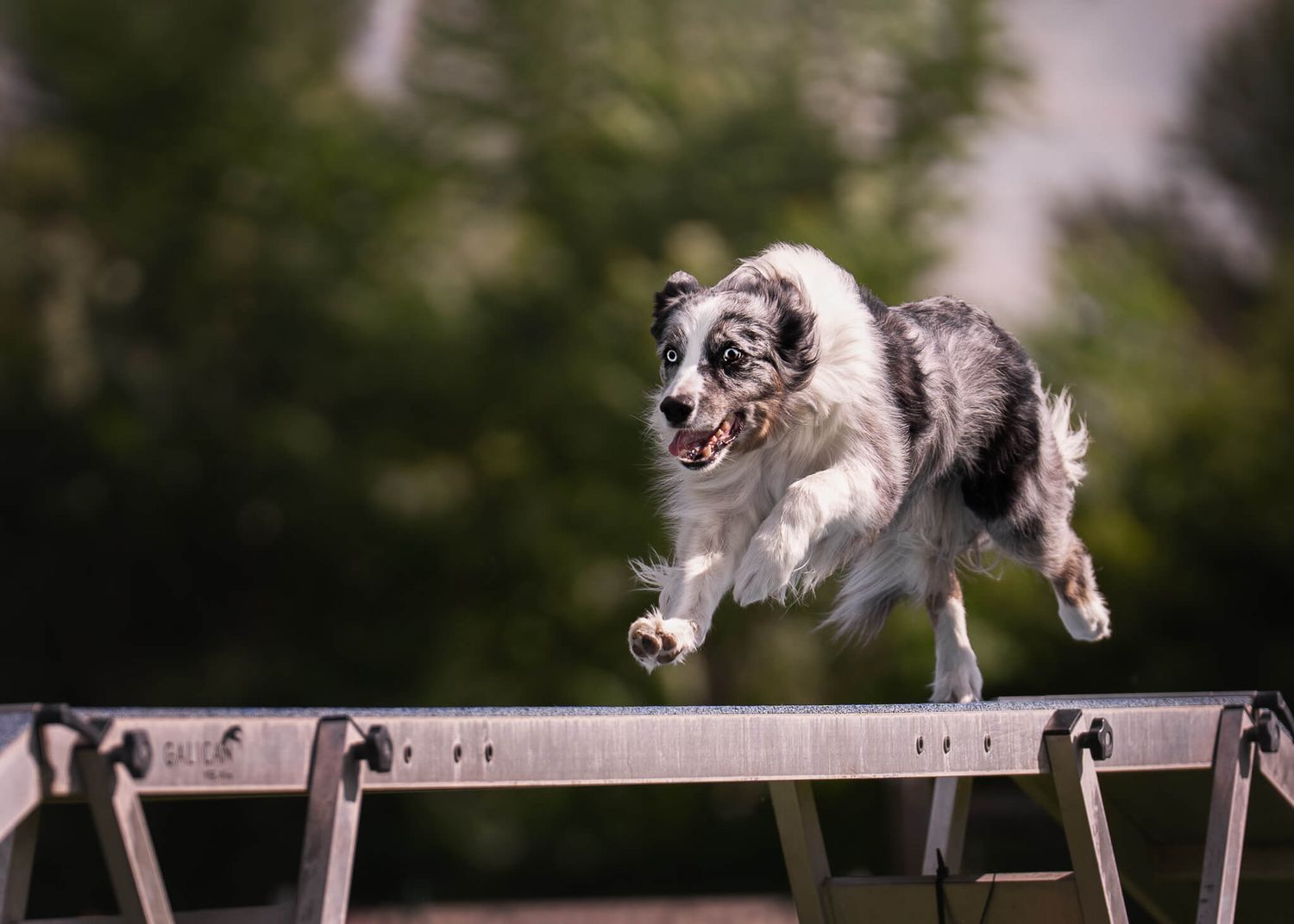 Blue merle Border Collie running across an agility dog walk obstacle outdoors.