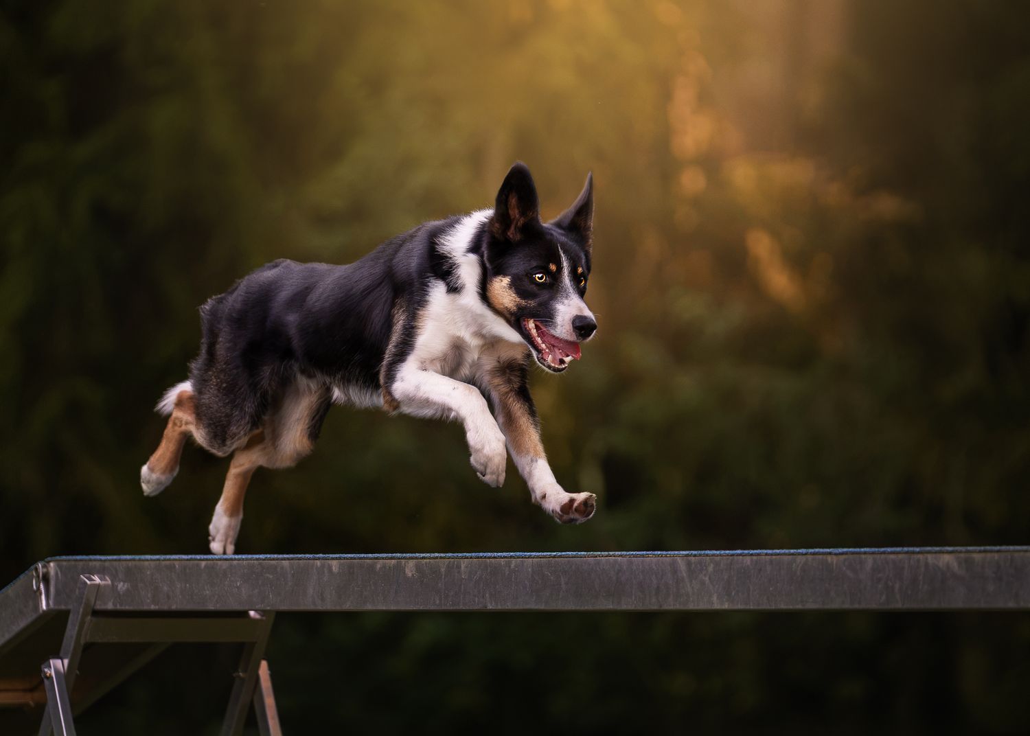 A Border Collie leaps energetically over the top plan of a dogwalk during an agility training session outdoors.