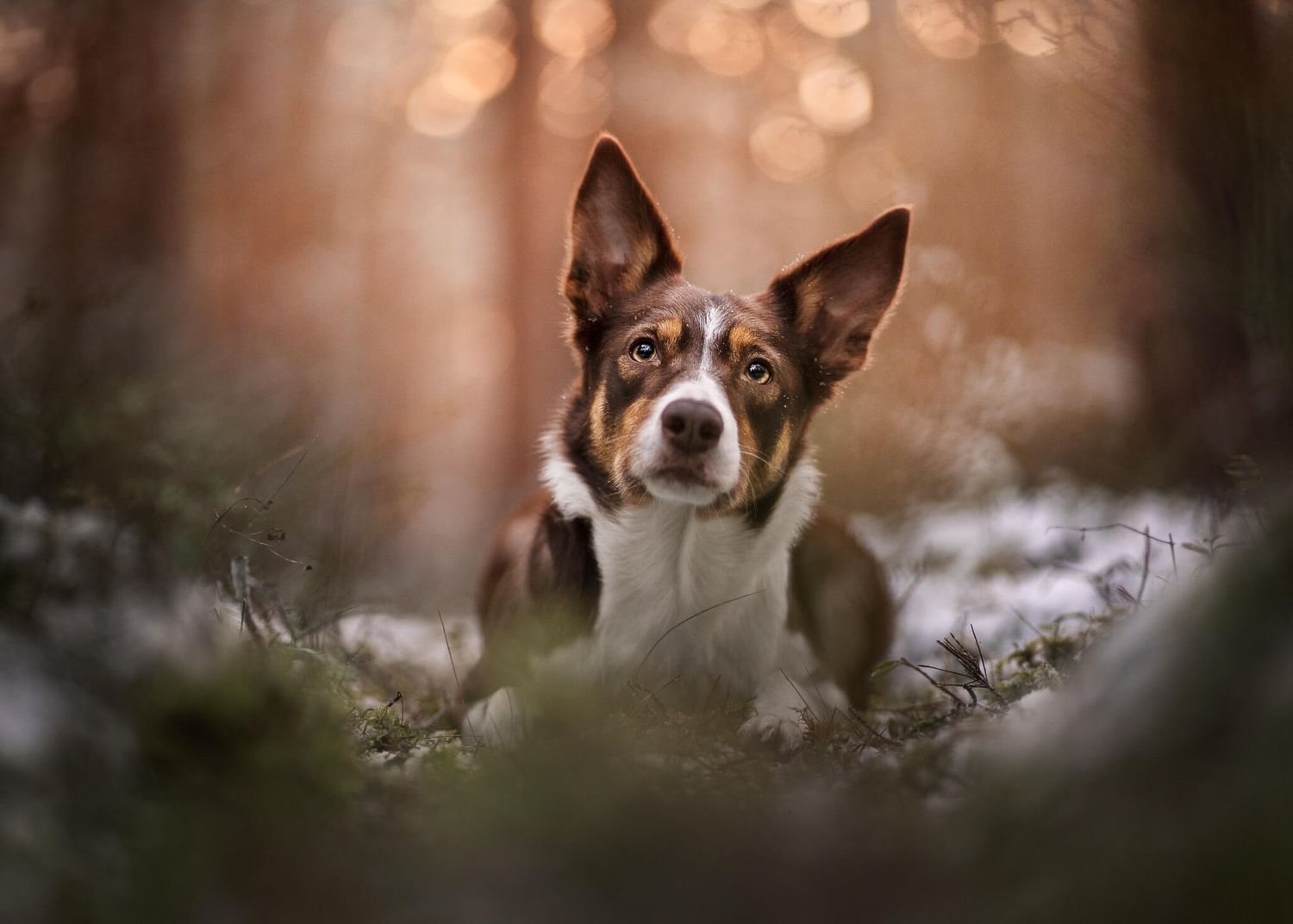 A brown and white Border Collie peers through snowy foliage with alert ears in a forest.