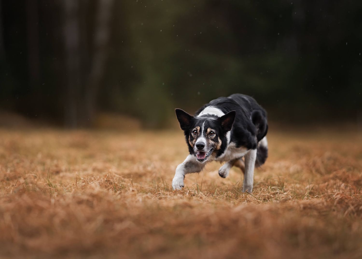 A black and white Border Collie runs across a dry grass field in a forest setting.