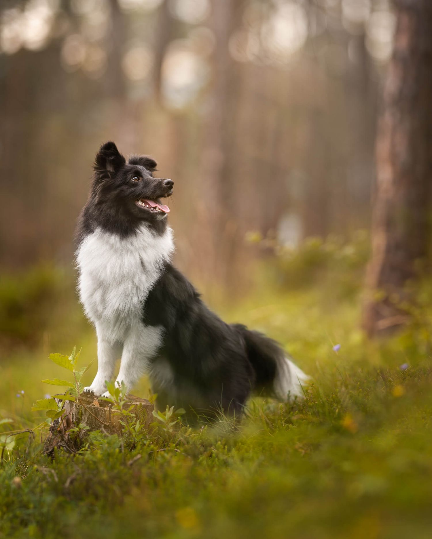 Black and white fluffy Sheltie standing on a mossy stump in a sunlit forest.