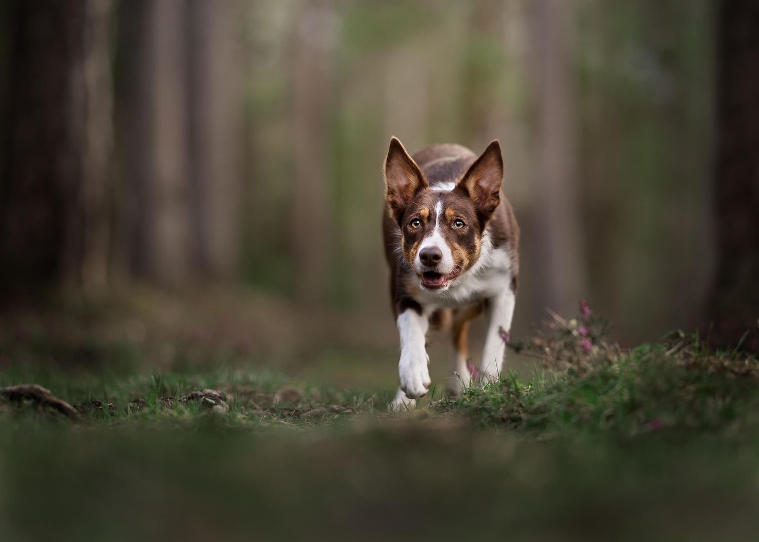 Brown and white Border Collie dog in a herding position, stalking through a forest path with green moss ground.