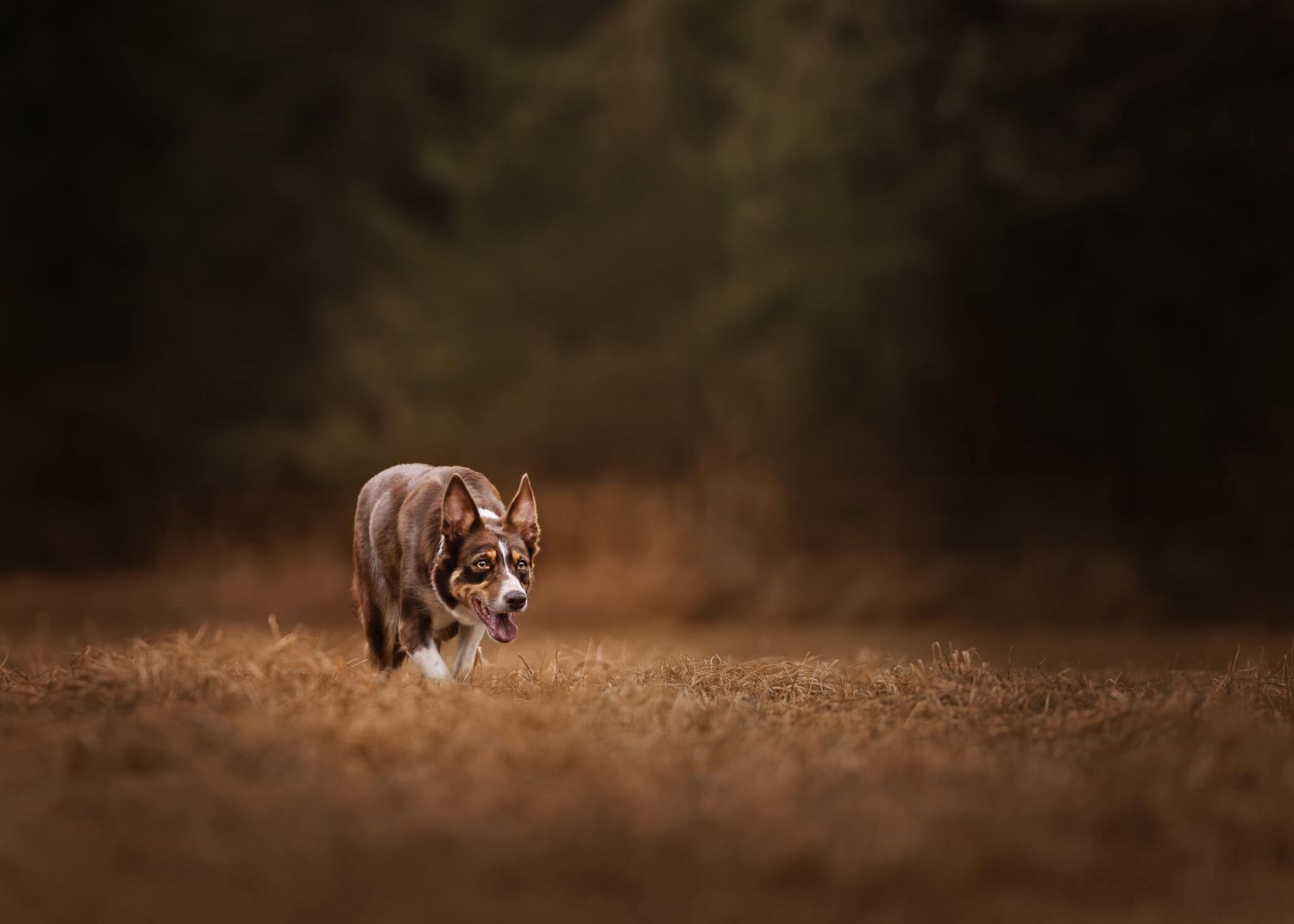 A brown tricolour Border Collie stalks in a herding position across a dry grass field toward the camera in dim light.