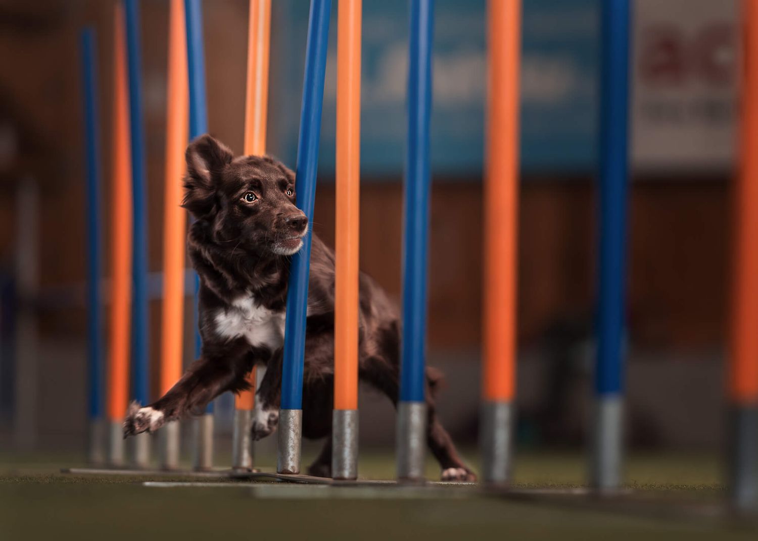 Brown dog weaving through blue and orange agility poles during a dog sport competition.