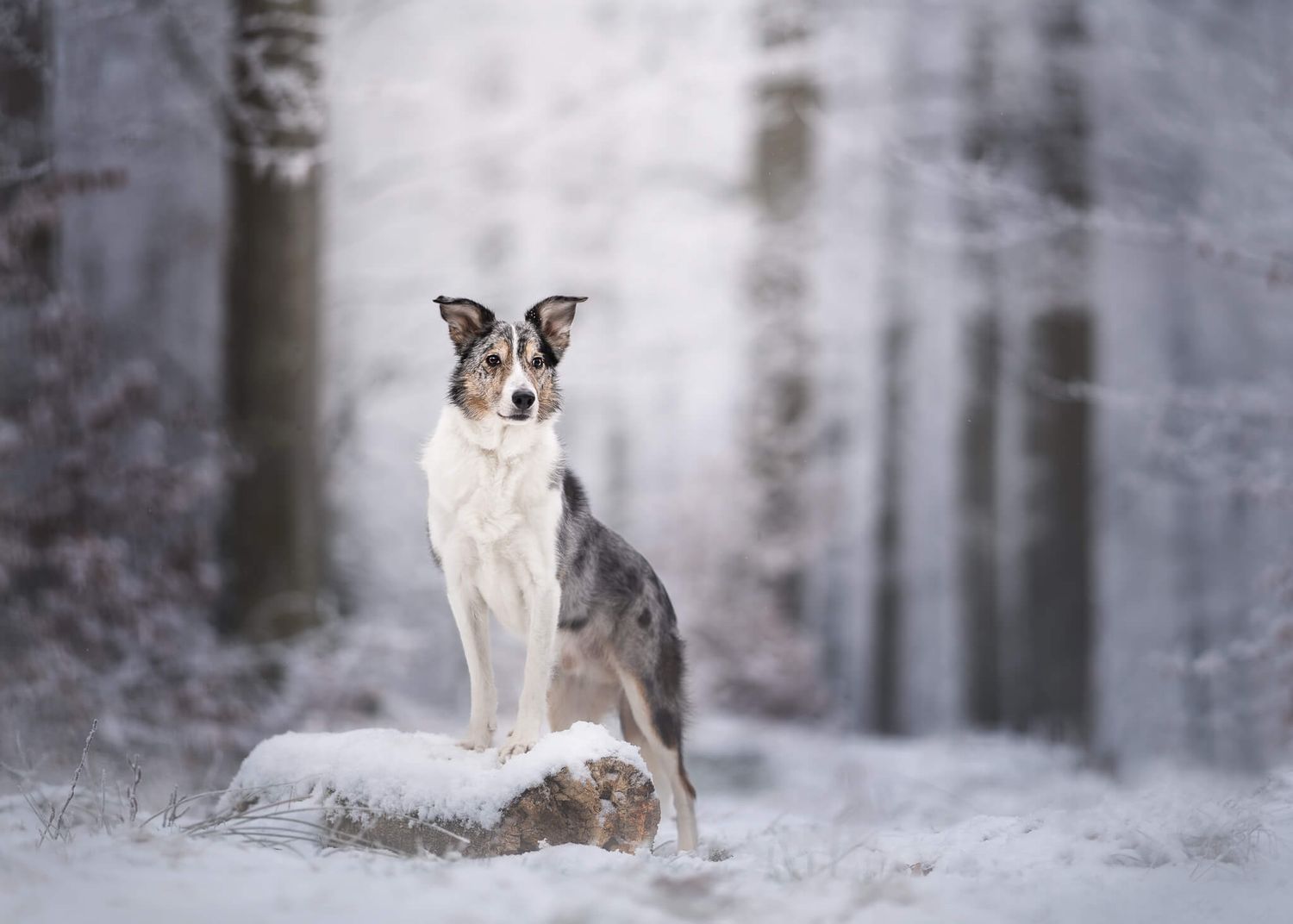 A blue merle Border Collie stands regally on a snow-dusted log in a wintry forest.